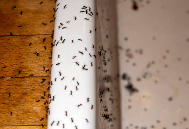 Professional Pest Control in White Center, WA