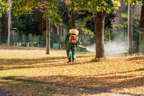 Wasp Removal Services in White Center, WA